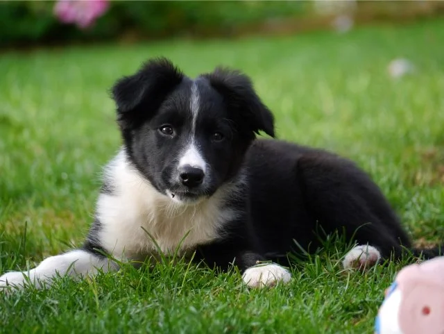 Border Collie Pup