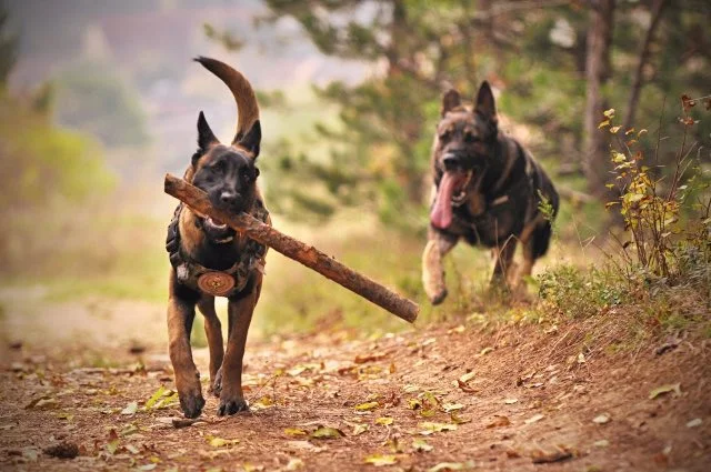 Herder beweging