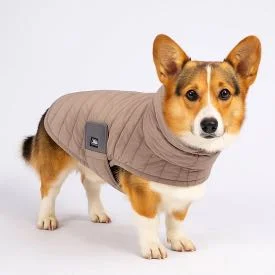 Beste jasjes voor honden