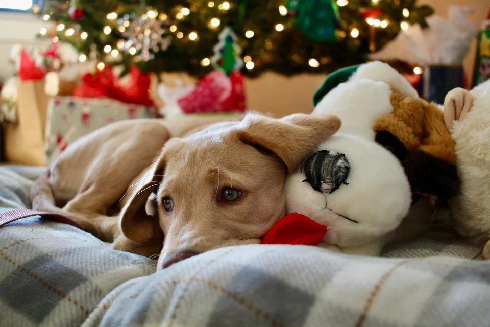 Kerstcadeau Hond