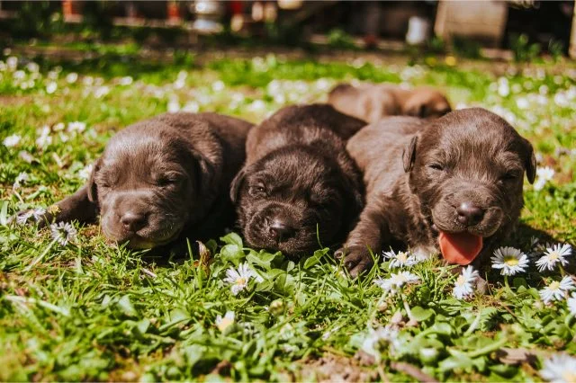 Labrador Puppys