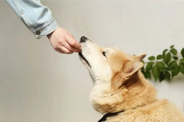 Gezonde hondensnacks eten