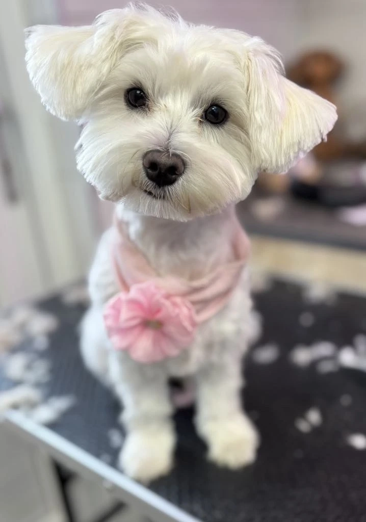 over-ons-liefvoorjehond