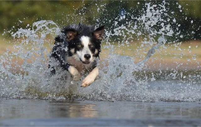 Rennende border collie