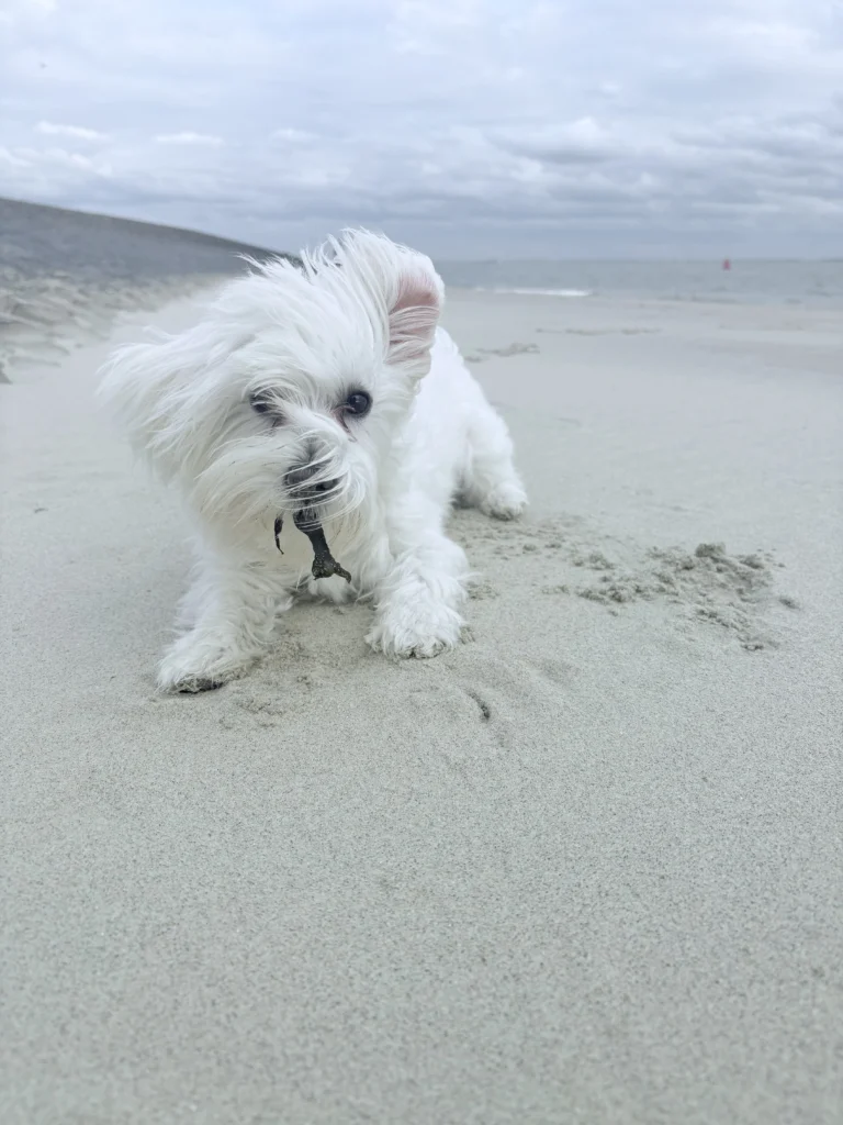 Stranddag met ons hondje