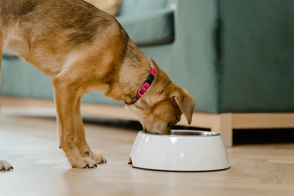 Voeding voor honden