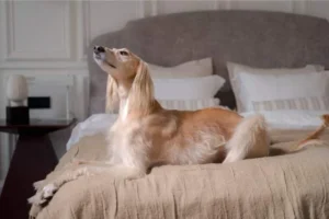 Afghaanse windhond