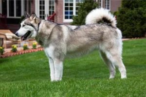 Alaskan Malamute grote hondenrassen