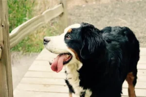 Berner Sennenhond
