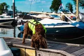 Beste honden zwemvest