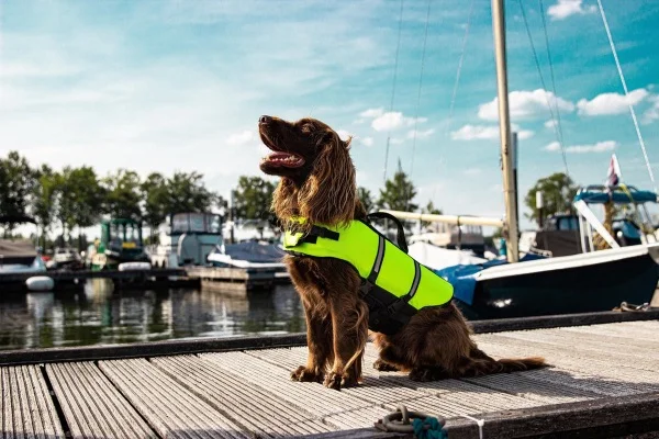 beste hondenzwemvest