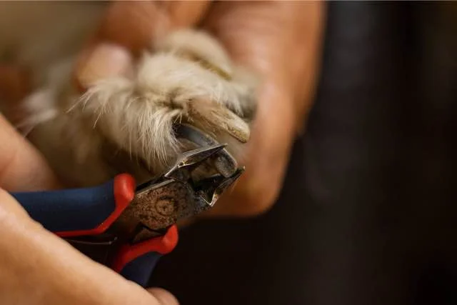 Hondennagelknippers