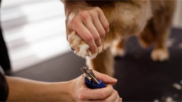 Tips honden nagels knippen