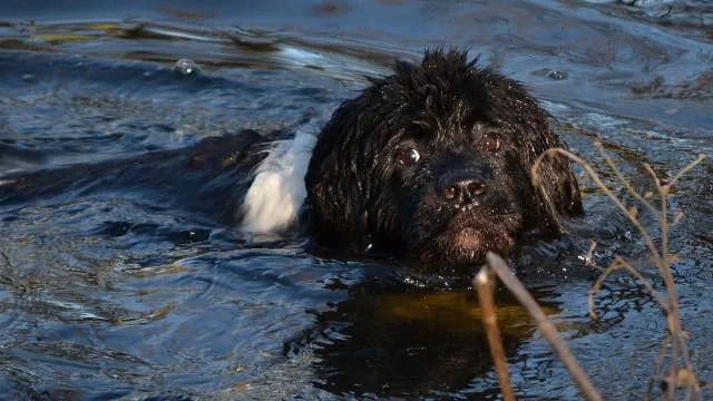 Newfoundland dog zwemmen