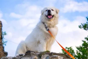 Pyreneese berghond