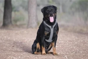 Grote hondenrassen rottweiler