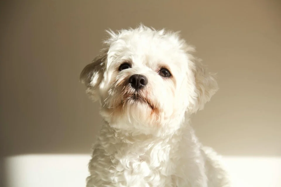 Shampoo voor witte honden