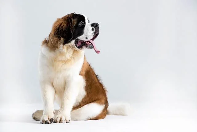 St Bernard puppy