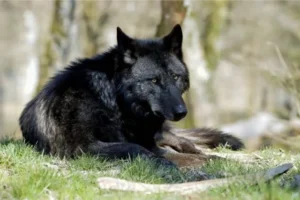 Tamaskan