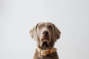 Weimaraner