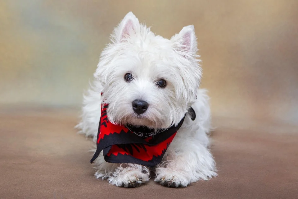 Weet Highland white terrier gids