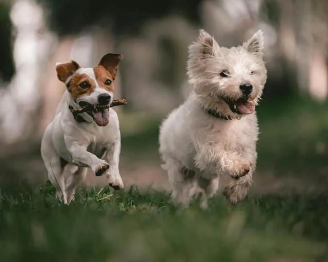 West Highland White Terrier Training