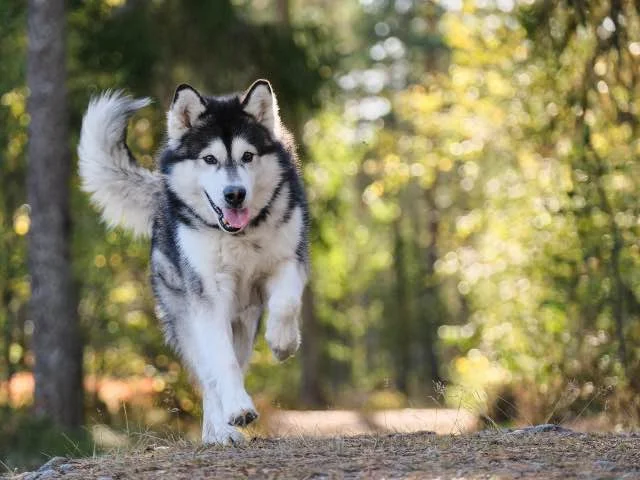 Alaskan Malamute rennen