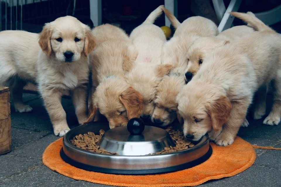 Beste puppy voer overzicht