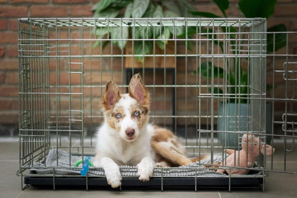 Hond Bench Dog crate