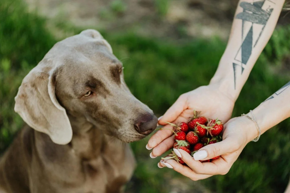 Mag een hond aardbeien eten