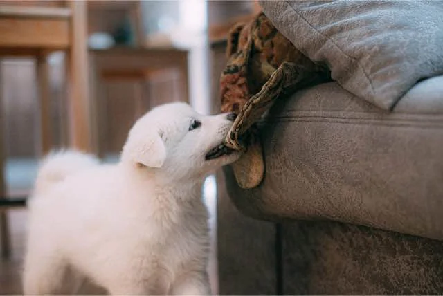 Puppy ongewenst gedrag