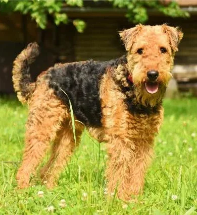weinig haarverlies Airedale terrier