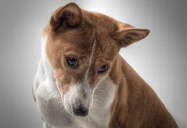 Basenji honden die weinig verharen