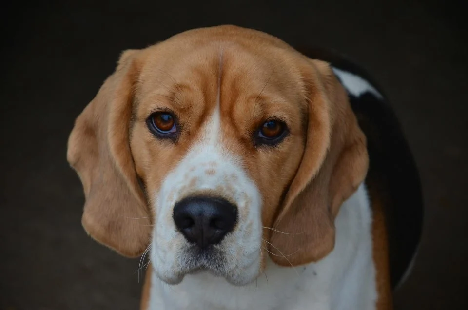 Beagle informatie