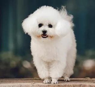 Bichon Frise hond die weinig verhaart