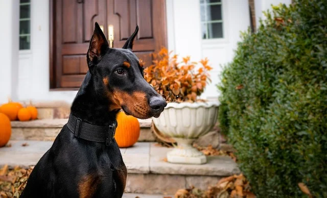 Dobermann Gids