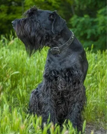 honden die weinig verharen schnauzer