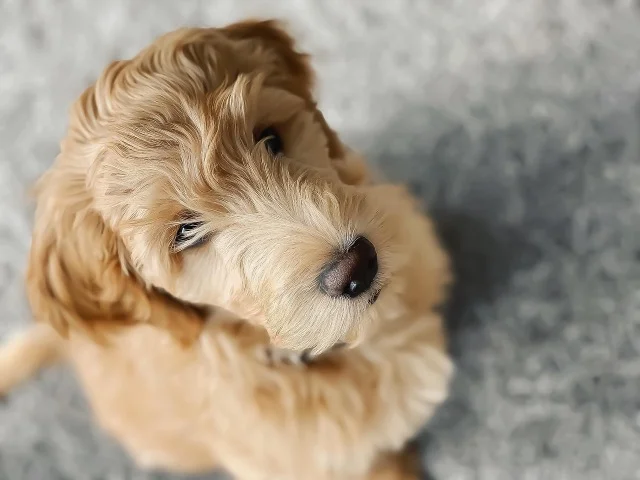 Goldendoodle Gids