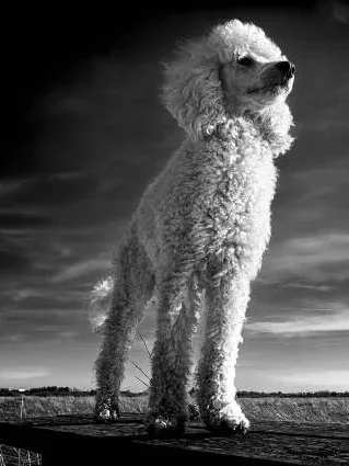 grote poedel weinig verharding