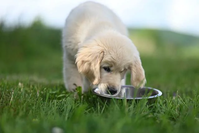hond drinken tijdens wandeling