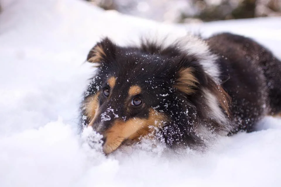 hond met pootjes in de sneeuw
