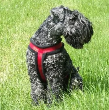 Kerry blue terrier verhaart weinig