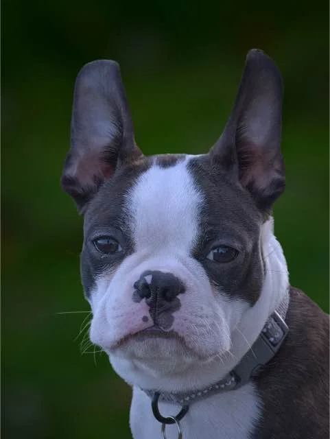 Boston terrier kortharig