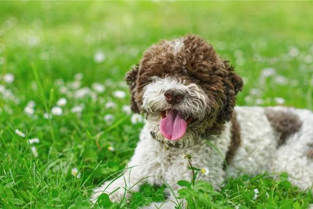 Lagotto romagnolo honden die weinig verharen