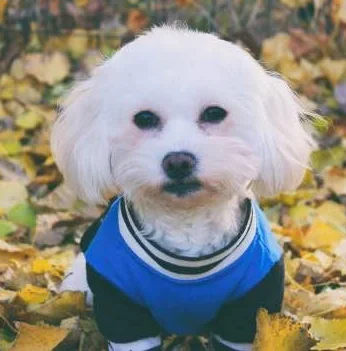 Maltezer verhaart weinig