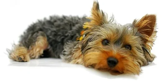 Yorkshire Terrier gids