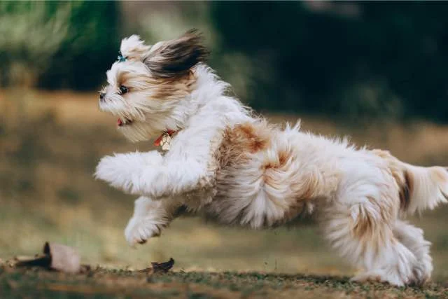 Beweging Shih Tzu