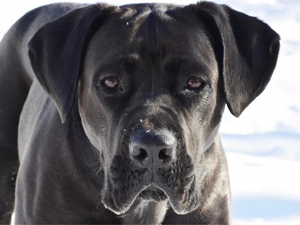 Cane Corso informatie
