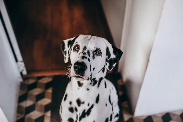 Dalmatier portret