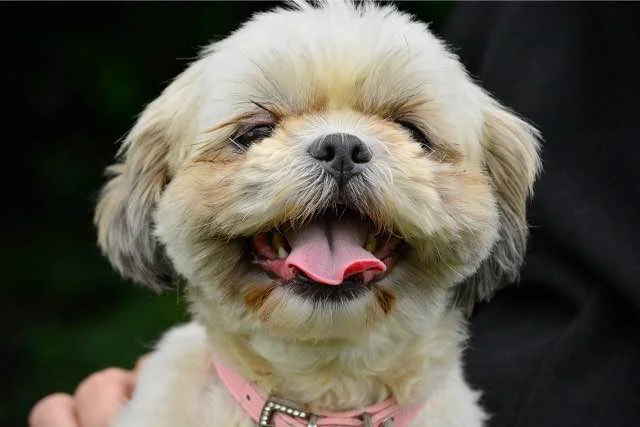 Levensverwachting Shih Tzu